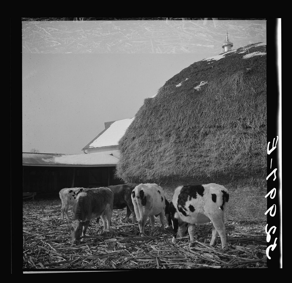 Cattle feeding in winter on farm near Rockville, Montgomery County, Maryland. Sourced from the Library of Congress.