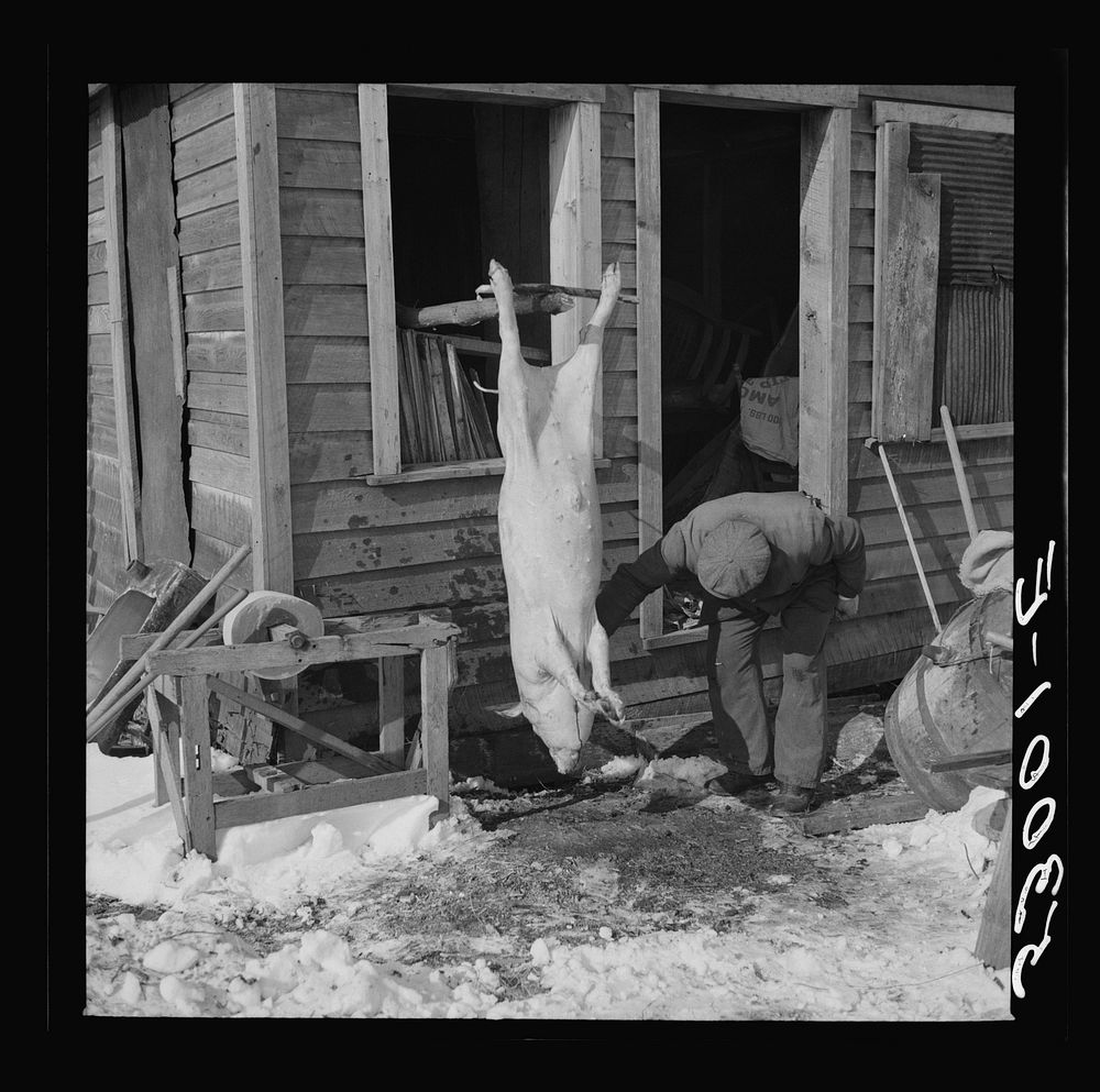 [Untitiled photo, possibly related to: Hog killing time near Frederick, Maryland]. Sourced from the Library of Congress.