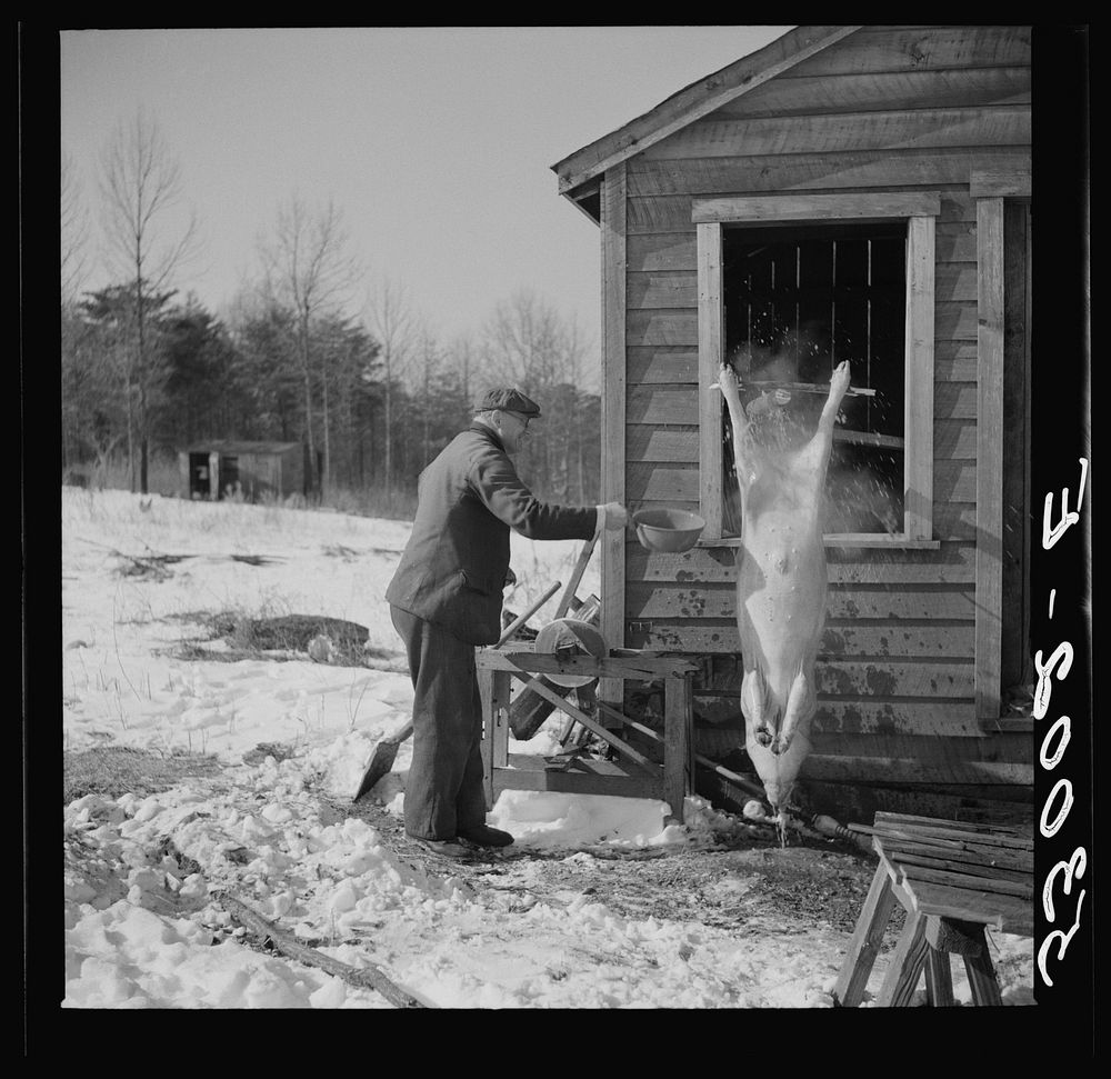 Hog killing time near Frederick, Maryland. Sourced from the Library of Congress.