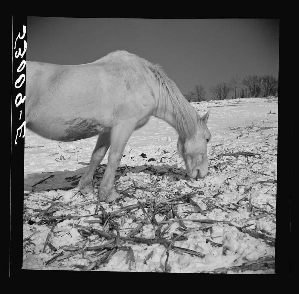 Winter outdoor feeding of horses on farm near Warrenton, Virginia. Sourced from the Library of Congress.