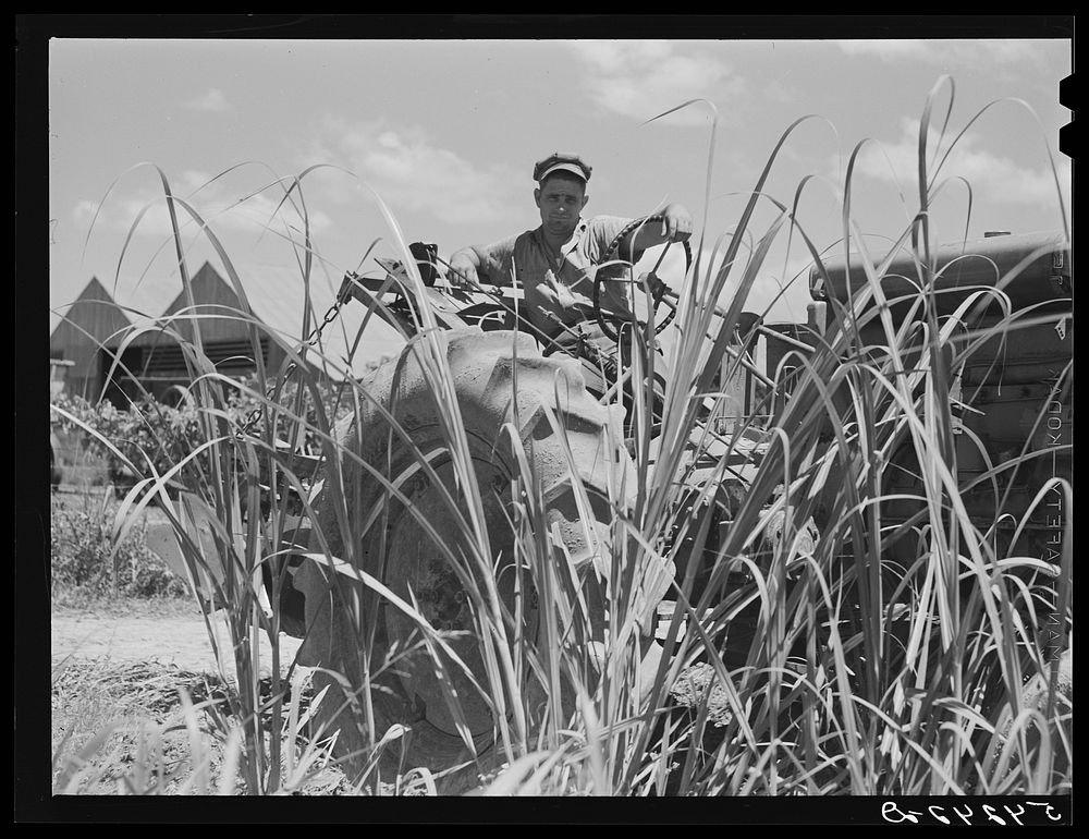 One of tractors cultivating sugar cane on Terrebonne Project. Schriever, Louisiana. Sourced from the Library of Congress.