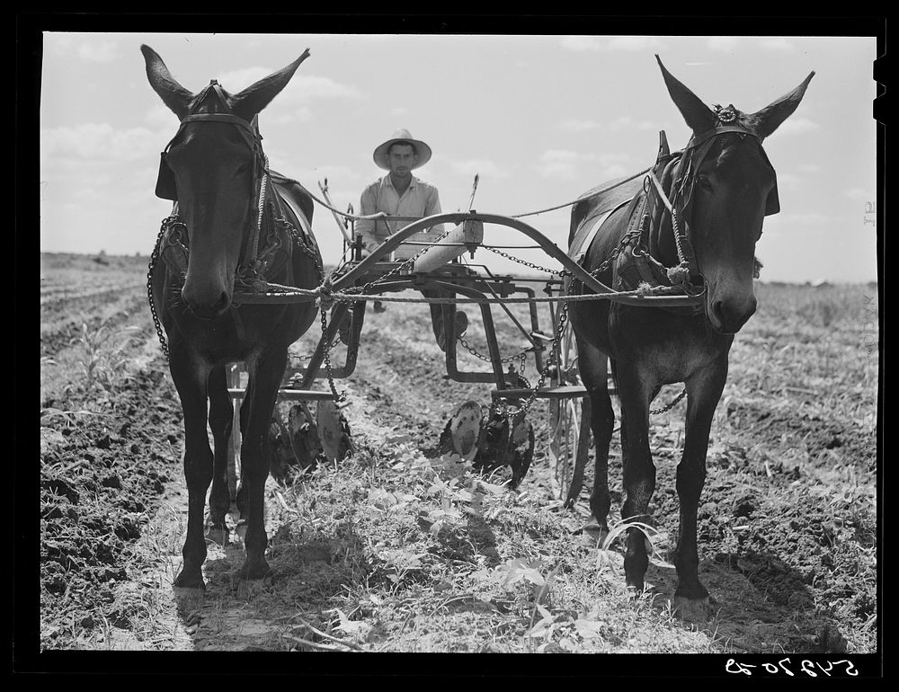 Cultivating a field on Terrebonne Project. Schriever, Louisiana. Sourced from the Library of Congress.