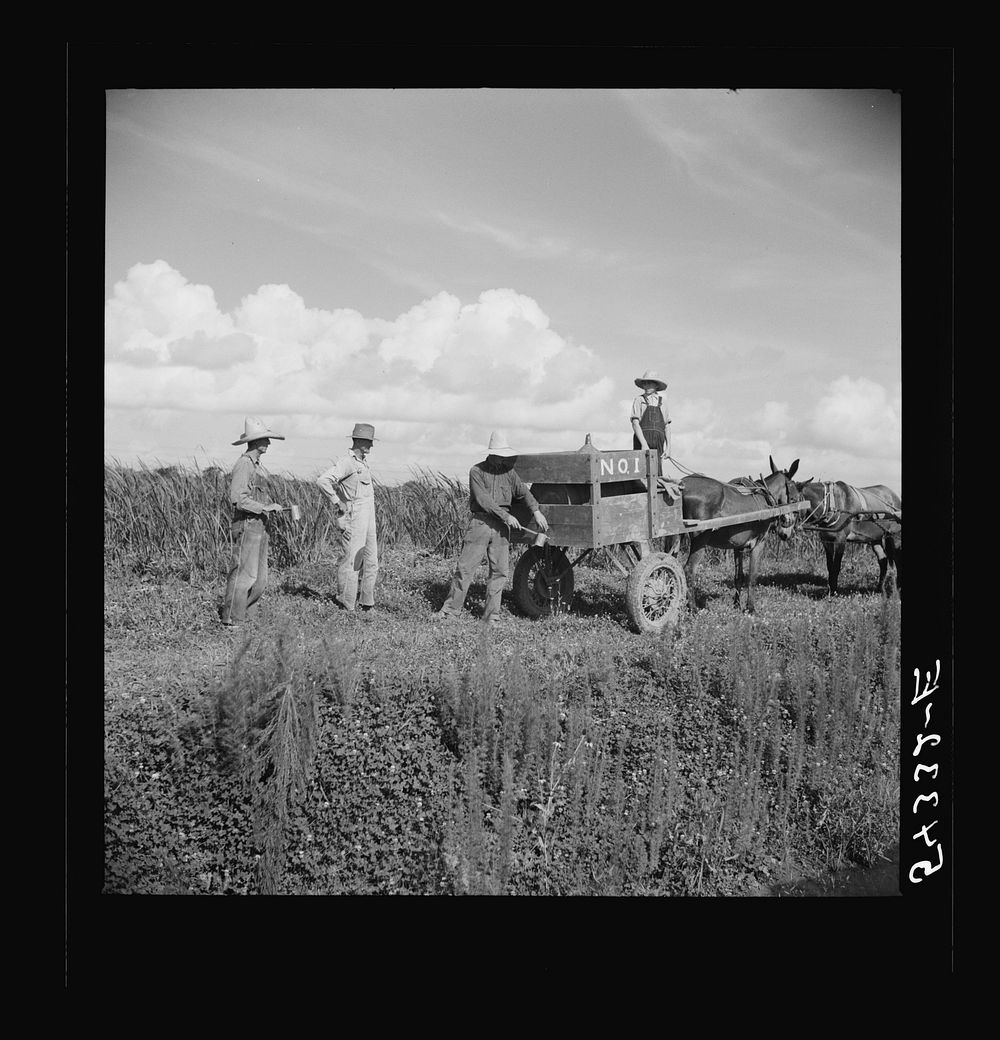 [Untitled photo, possibly related to: Terrebonne Project, Schriever, Louisiana]. Sourced from the Library of Congress.