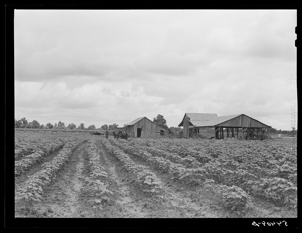 [Untitled photo, possibly related to: Bayou Bourbeaux Plantation operated by Bayou Bourbeaux farmstead association, a…