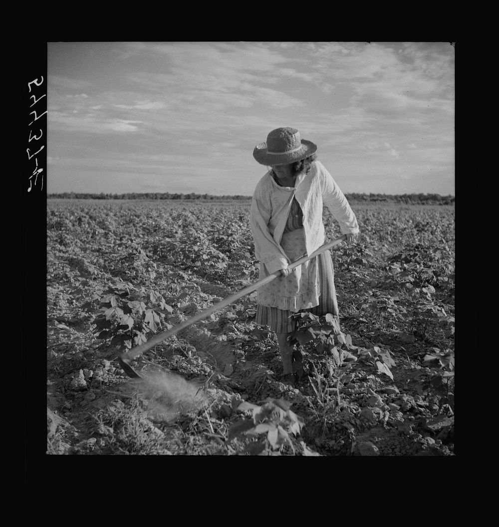 [Untitled photo, possibly related to: Member of Allen Plantation cooperative association hoeing cotton. Near Natchitoches…