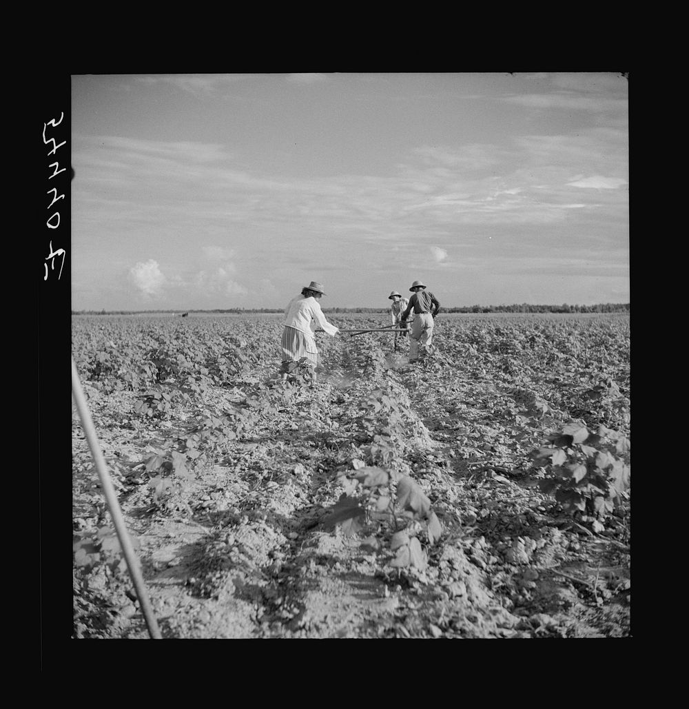 [Untitled photo, possibly related to: Member of Allen Plantation cooperative association hoeing cotton. Near Natchitoches…
