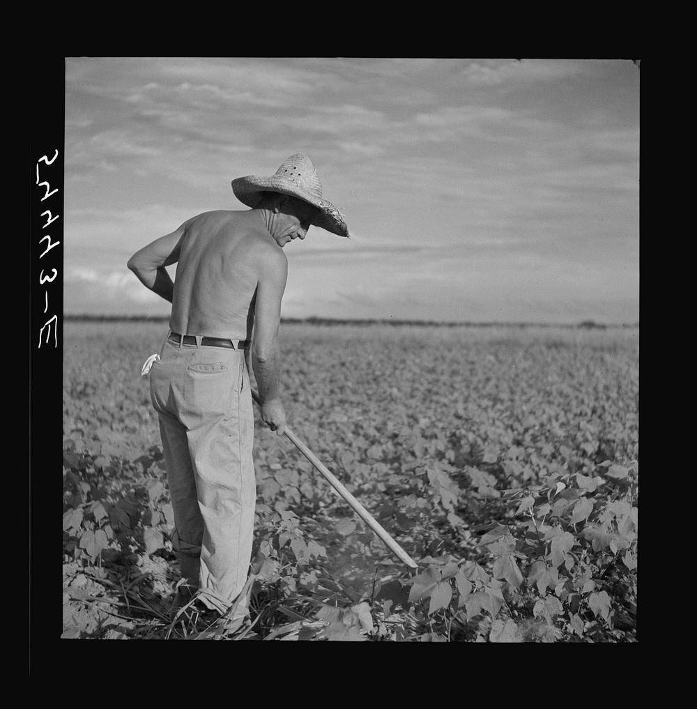 Member of Allen Plantation cooperative association hoeing cotton. Near Natchitoches, Louisiana. Sourced from the Library of…