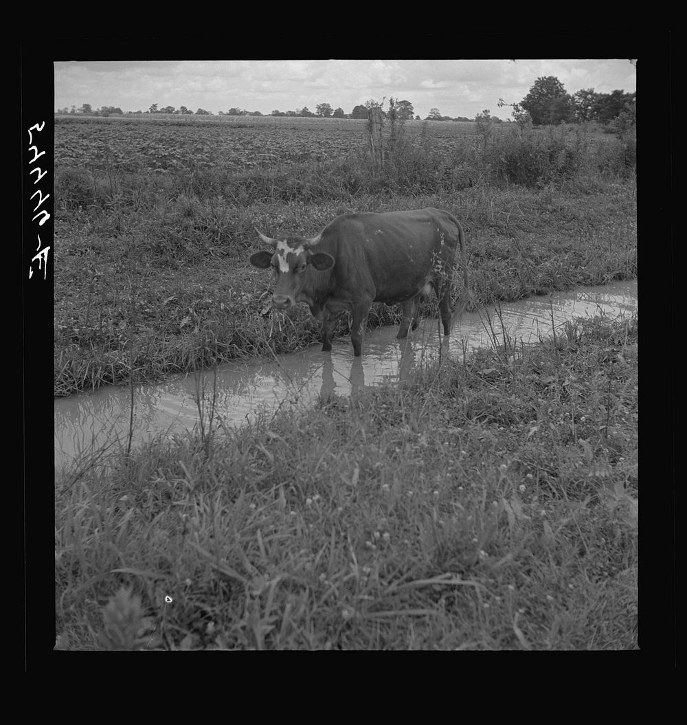 [Untitled photo, possibly related to: Cow cooling off on hot summer day, northeastern Louisiana]. Sourced from the Library…