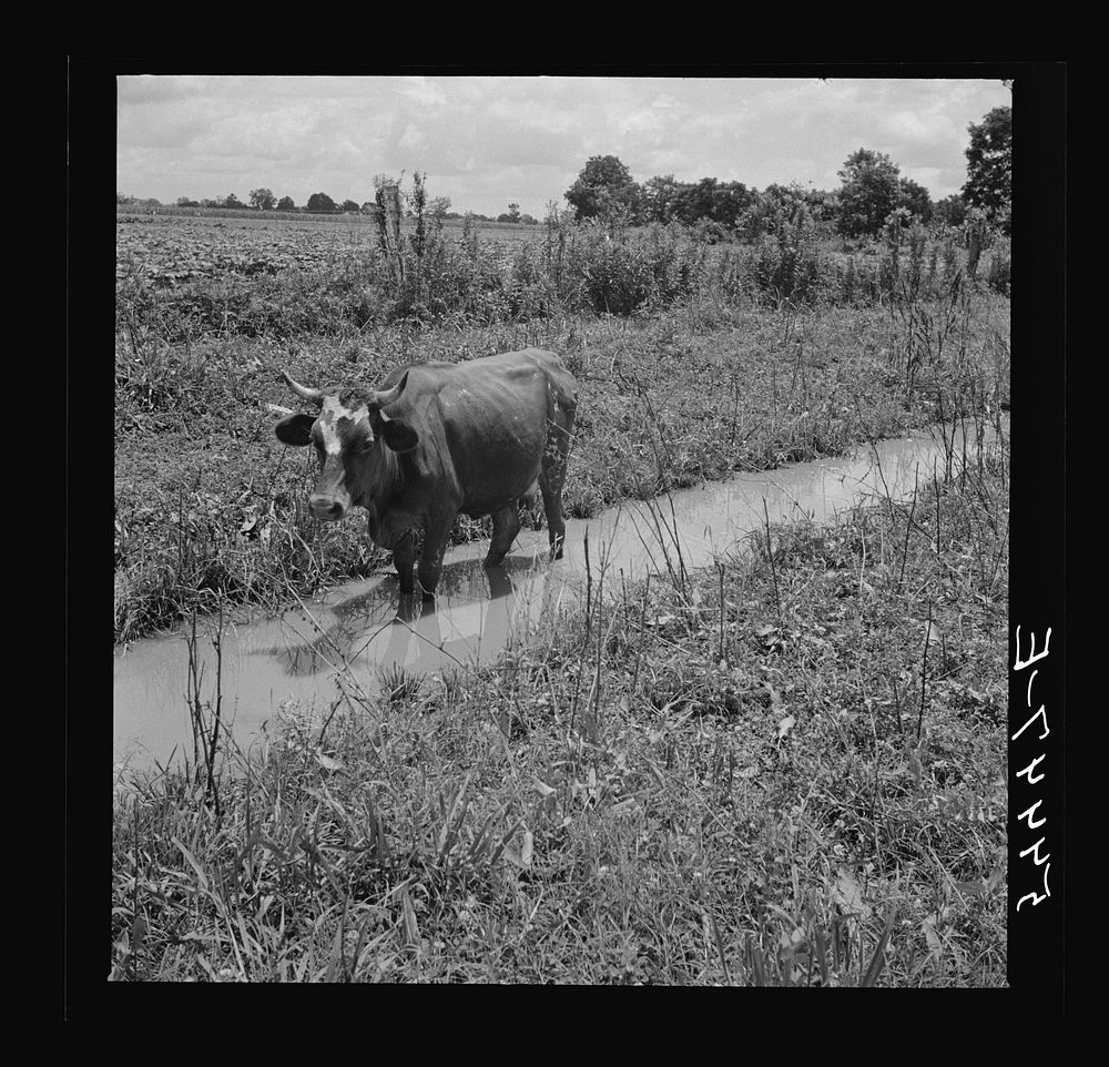 Cow cooling off on hot summer day, northeastern Louisiana. Sourced from the Library of Congress.