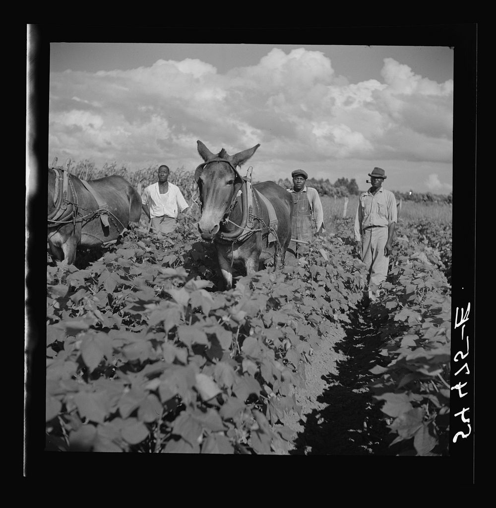 [Untitled photo, possibly related to: Allen Plantation operated by Natchitoches farmstead association, a cooperative…