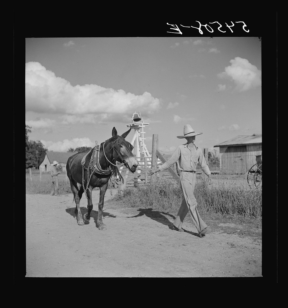 [Untitled photo, possibly related to: Members of the Terrebonne Project, Schriever, Louisiana, taking the mules from the…