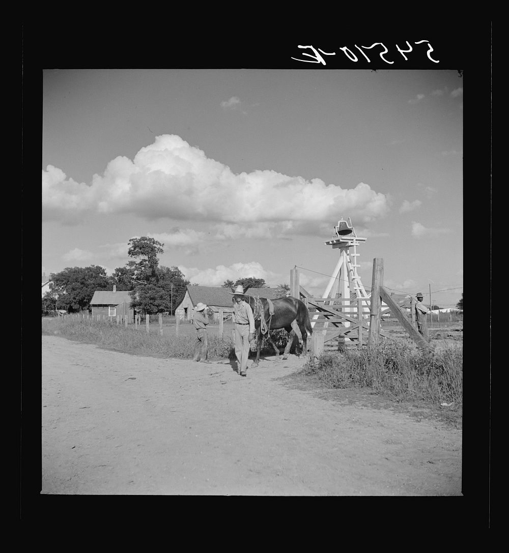 Members of the Terrebonne Project, Schriever, Louisiana, taking the mules from the barn out to the field after the noon…