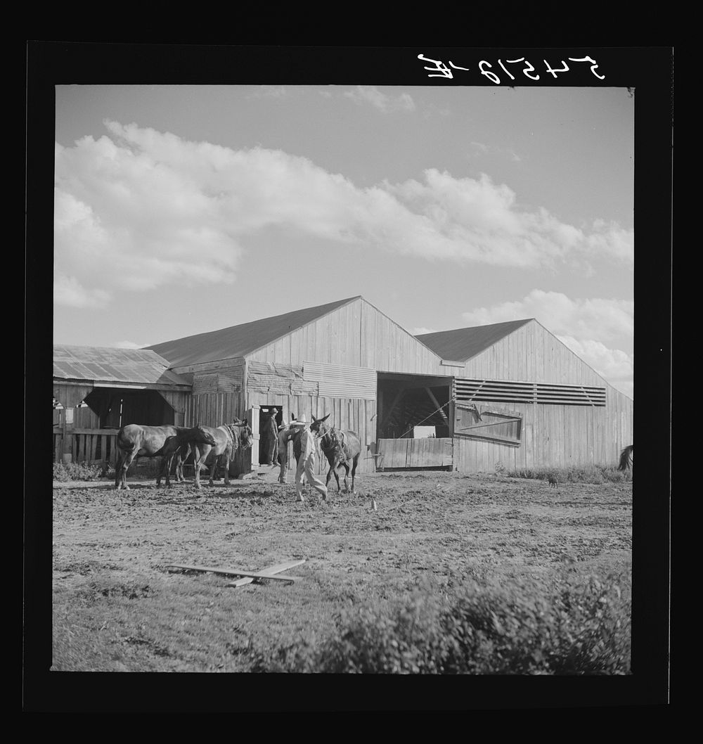 Members of the Terrebonne Project, Schriever, Louisiana, taking the mules from the barn out to the field after the noon…