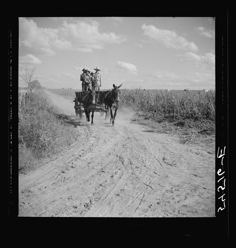 Members of the Terrebonne Project, Schriever, Louisiana, taking the mules back to the barns in the evening after work in the…
