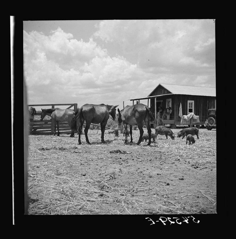 livestock-front-member-s-home-allen-free-photo-rawpixel