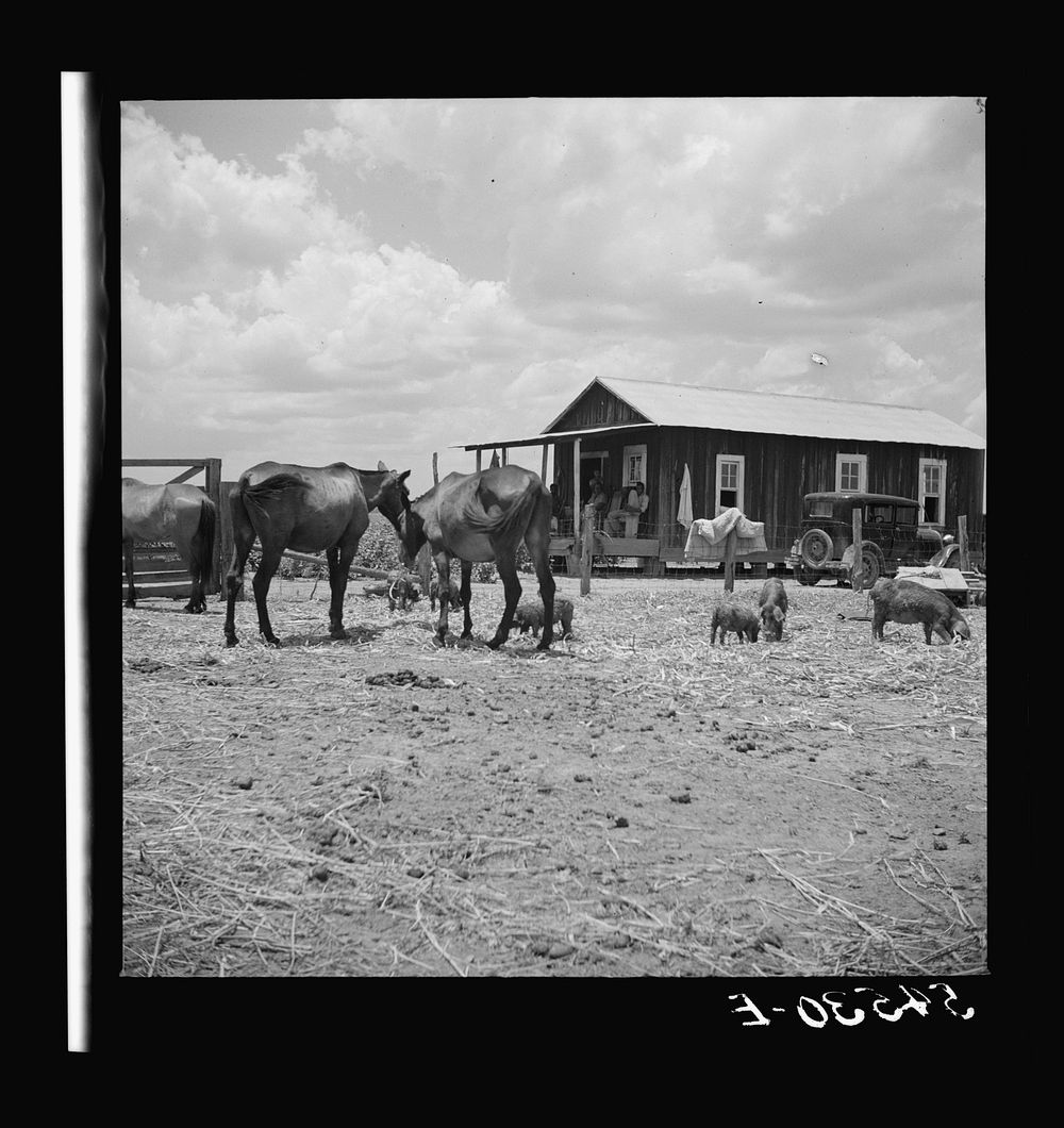 [Untitled photo, possibly related to: Livestock in front of member's home. Allen Plantation cooperative association, near…