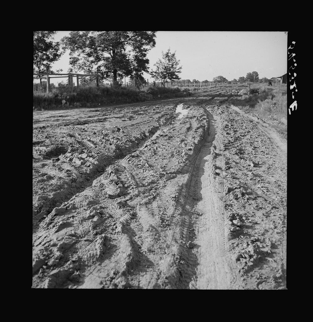 [Untitled photo, possibly related to: Melrose, Natchitoches Parish, Louisiana. Mulatto riding to crossroads store to get…