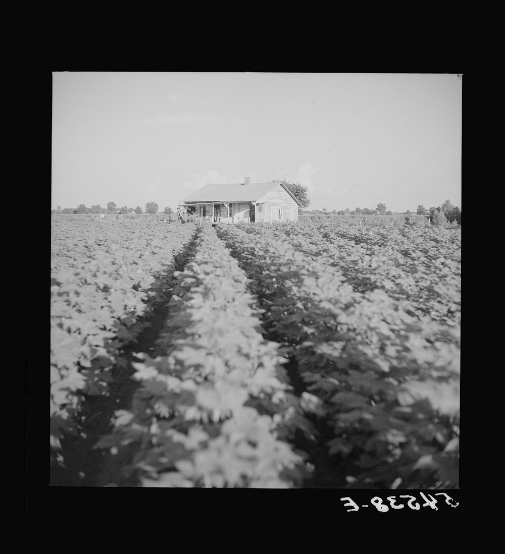 [Untitled photo, possibly related to: Mulattoes' home on Melrose cotton plantation owned by John Henry. Melrose, Louisiana].…