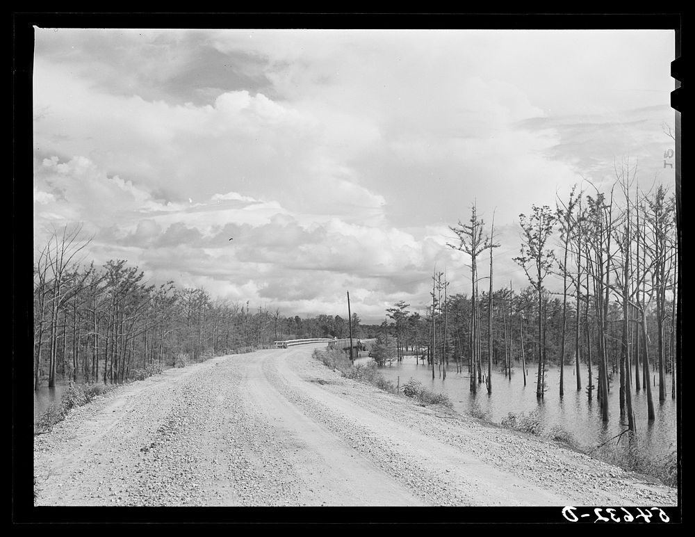 Melrose, Natchitoches Parish, Louisiana. Road leading to "Black Lake", excellent fishing grounds in this area. Sourced from…