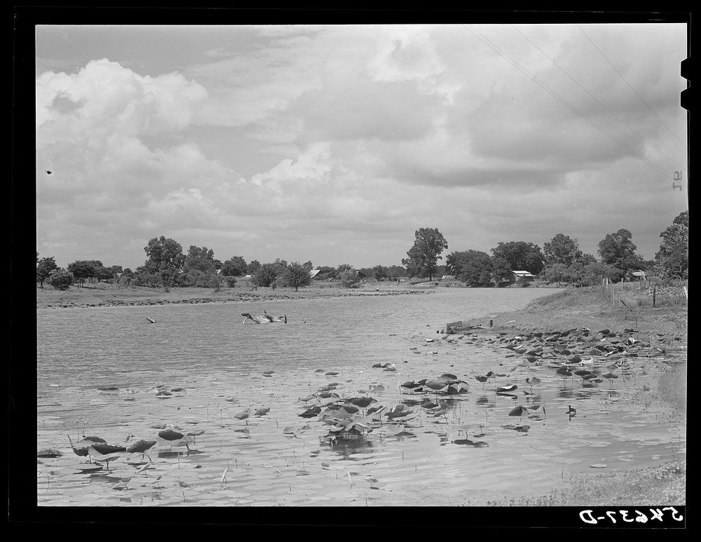 [Untitled photo, possibly related to: Melrose, Natchitoches Parish, Louisiana. Cane River, excellent fishing grounds].…