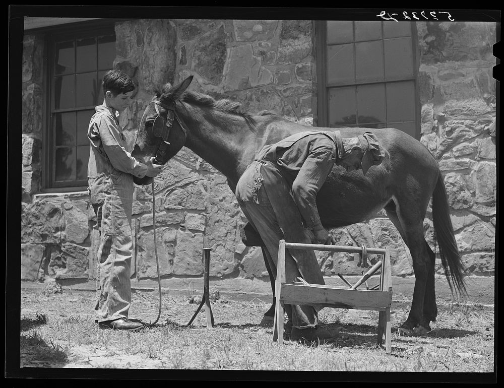 Shoeing a mule at community service center. Faulkner County, Centerville, Arkansas (see general caption). Sourced from the…