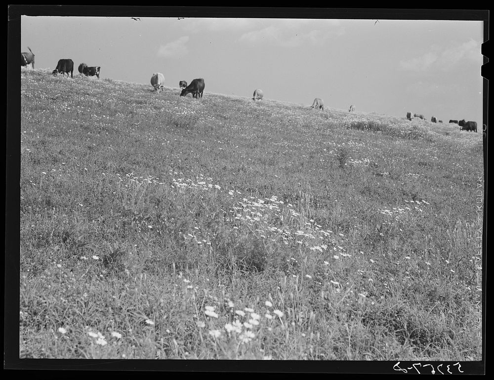 [Untitled photo, possibly related to: Cattle and livestock grazing along Mississippi River levee near Lake Providence…