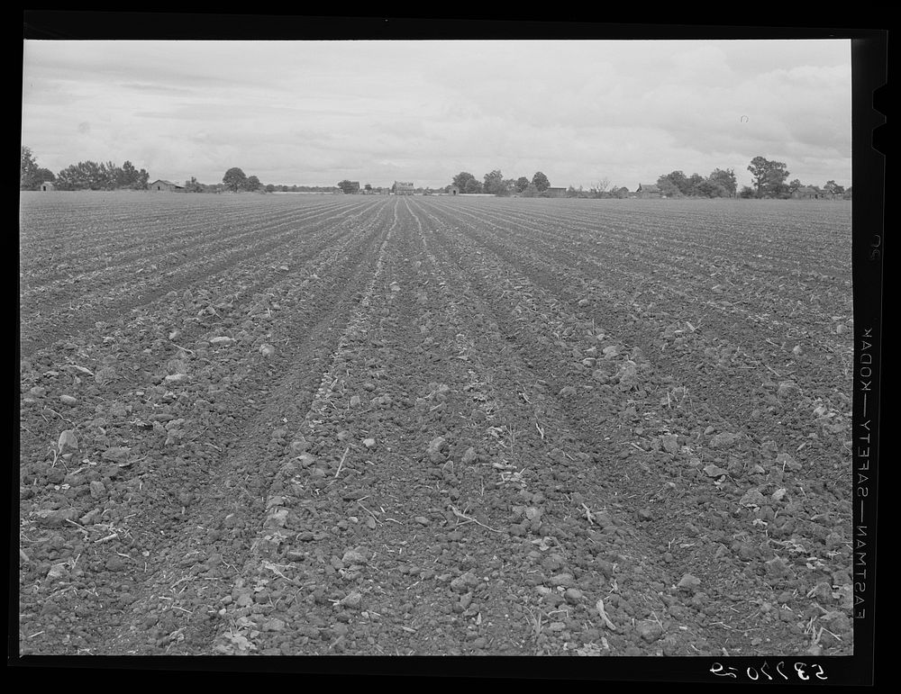 [Untitled photo, possibly related to: Rows of cotton that is just coming up around tenant houses. Mississippi Delta].…