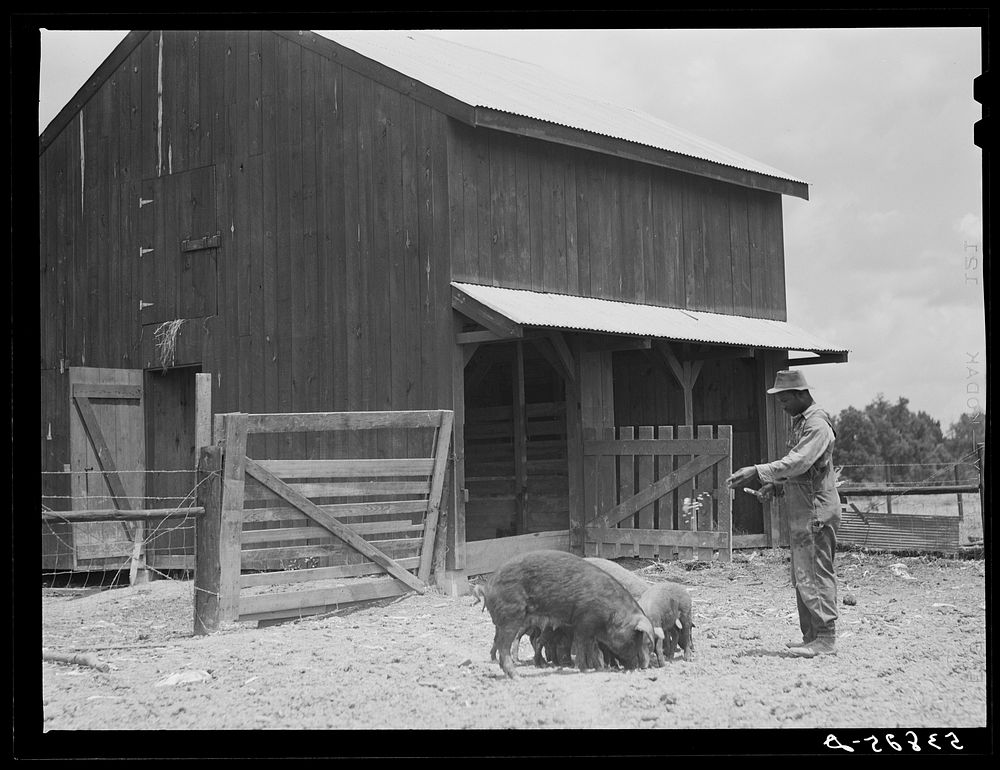 Clifton Davenport feeding some of his hogs by new barn. La Delta Project, Thomastown, Louisiana. Sourced from the Library of…
