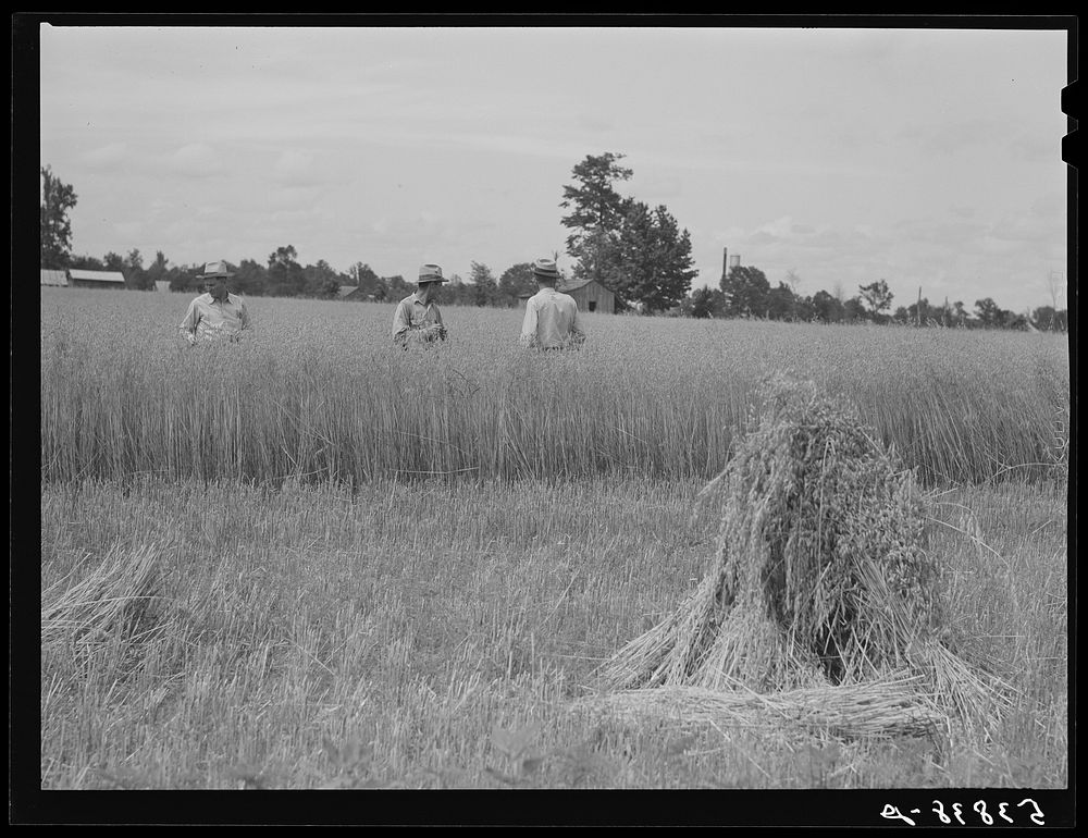 [Untitled photo, possibly related to: Willie R. Robert, Parish supervisor and his assistant farm supervisor, examining Pleas…