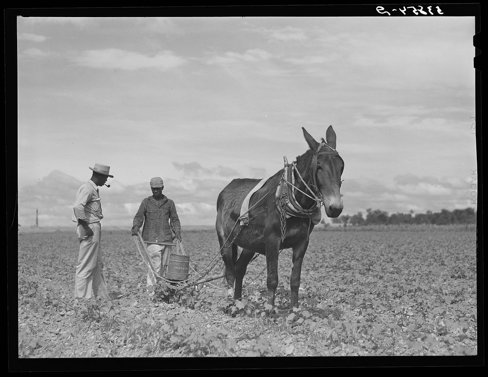 Farm supervisor Eugene T. Martin discussing the cotton crop with George Campbell, who is putting nitrate of soda on it at La…