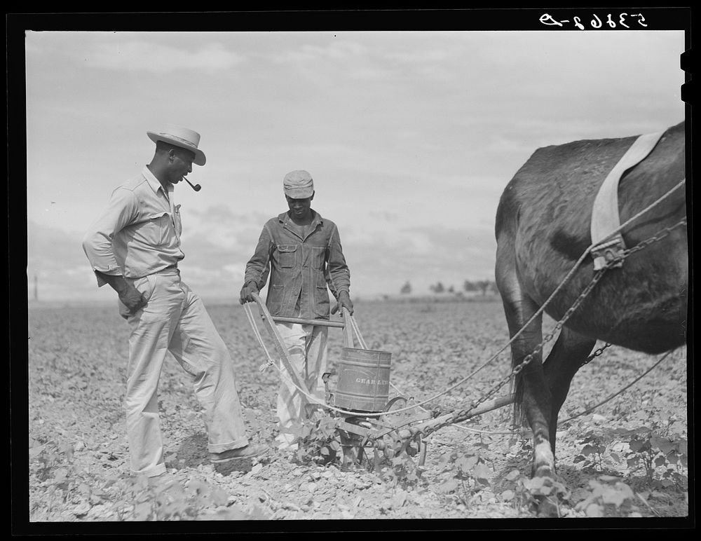 [Untitled photo, possibly related to: George Campbell putting nitrate of soda on his cotton crop. La Delta Project…
