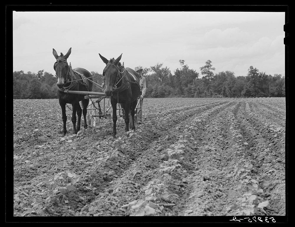 [Untitled photo, possibly related to: Pleas Rodden, FSA (Farm Security Administration) rural rehabilitation borrower…
