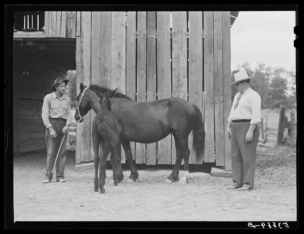 [Untitled photo, possibly related to: Dr. J.D. Jones inspecting brood mare and colt of FSA (Farm Security Administration)…