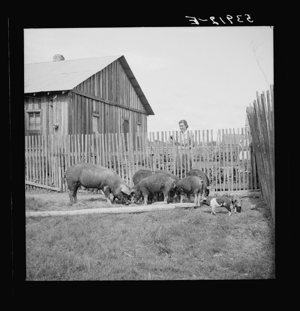 [Untitled photo, possibly related to: Mrs. Pleas Rodden, FSA (Farm Security Administration) rural rehabilitation borrower…