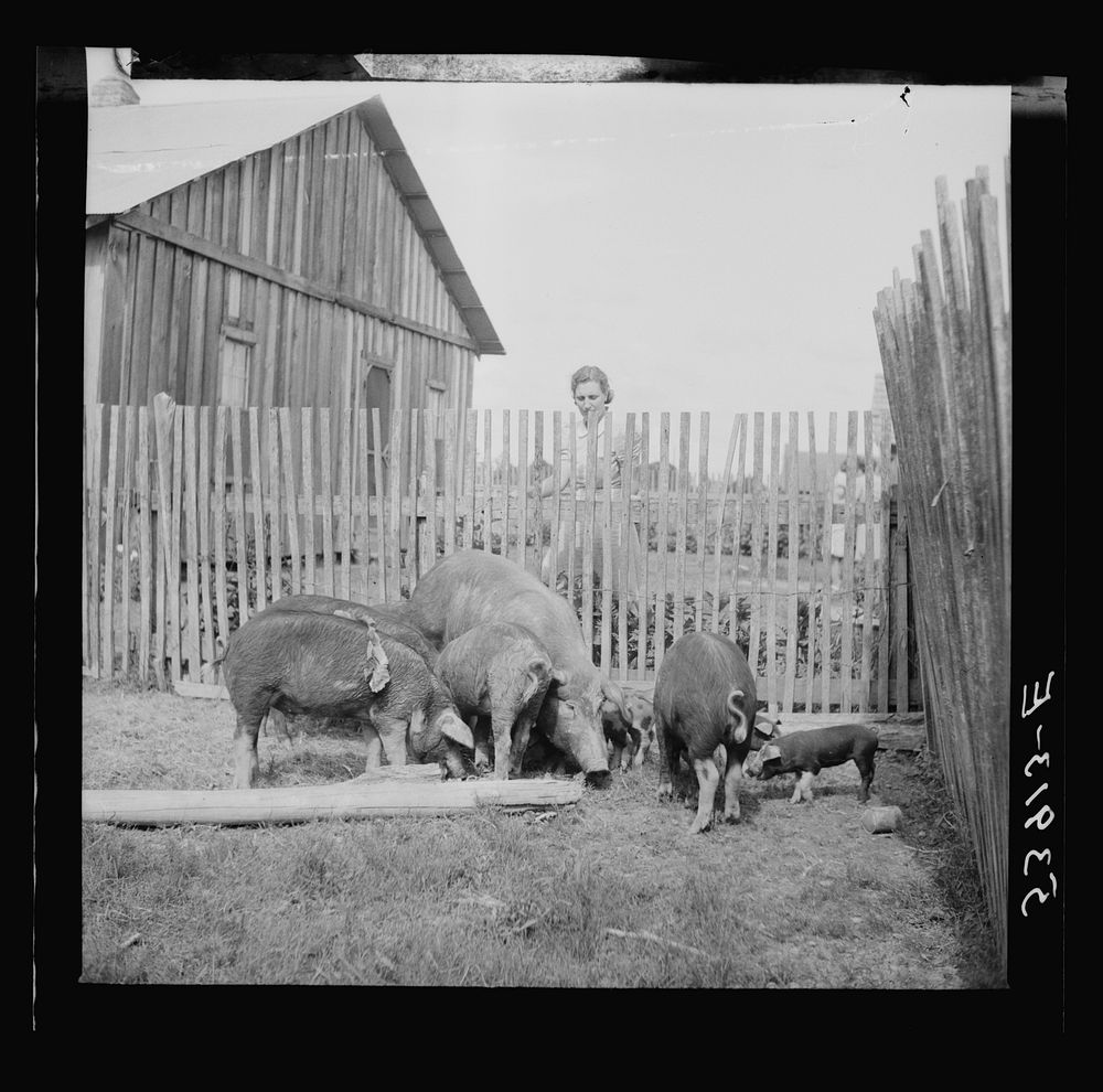 Mrs. Pleas Rodden, FSA (Farm Security Administration) rural rehabilitation borrower, feeding their hogs. West Carroll…