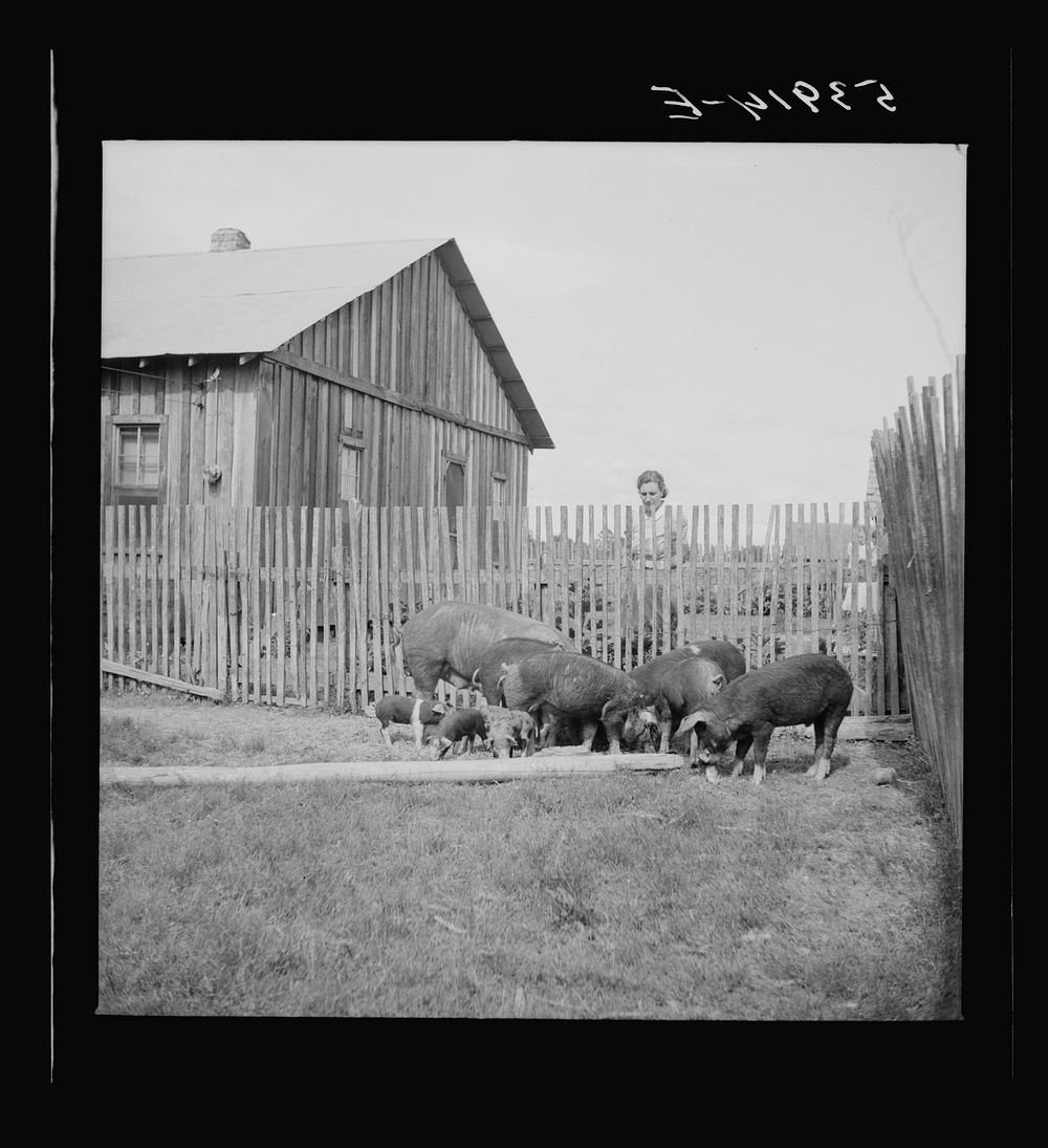 [Untitled photo, possibly related to: Mrs. Pleas Rodden, FSA (Farm Security Administration) rural rehabilitation borrower…