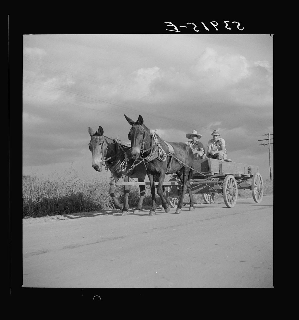 Going to the store. Transylvania, Louisiana. Sourced from the Library of Congress.