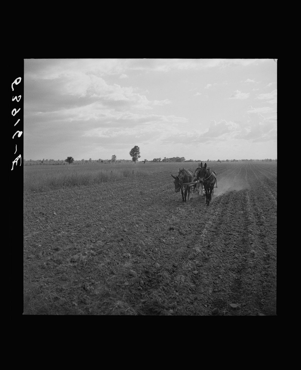 [Untitled photo, possibly related to: William J. Sullivan's son cultivating cotton alongside his home by the levee.…