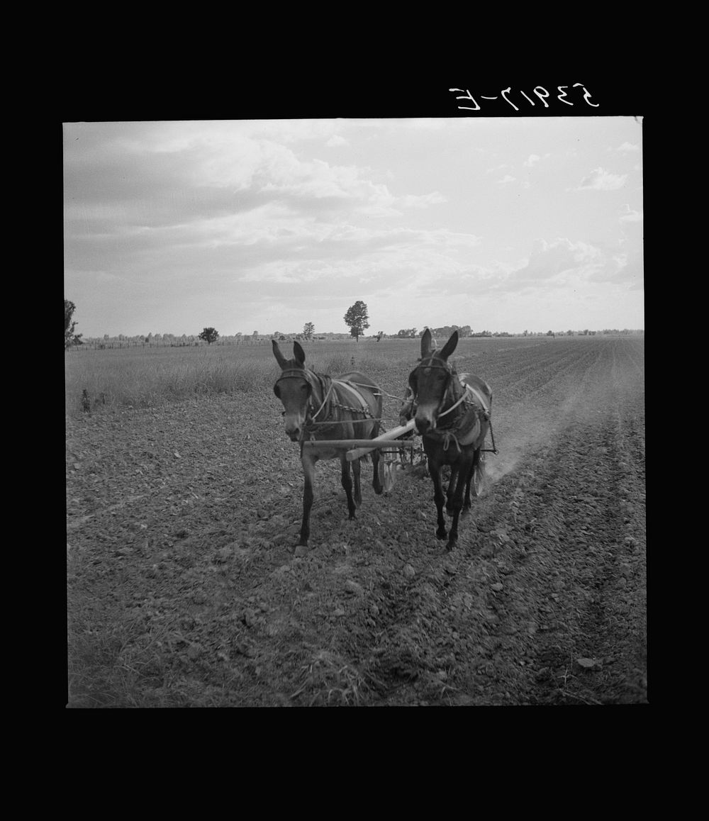 [Untitled photo, possibly related to: William J. Sullivan's son cultivating cotton alongside his home by the levee.…