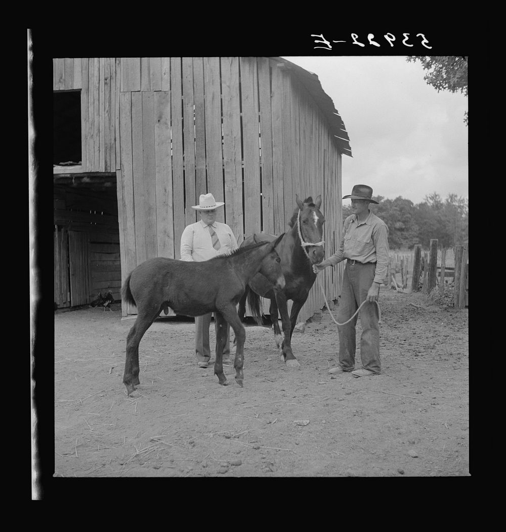 Dr. J.D. Jones inspecting brood mare and colt of FSA (Farm Security Administration) borrower M.P. Puckett, who is receiving…