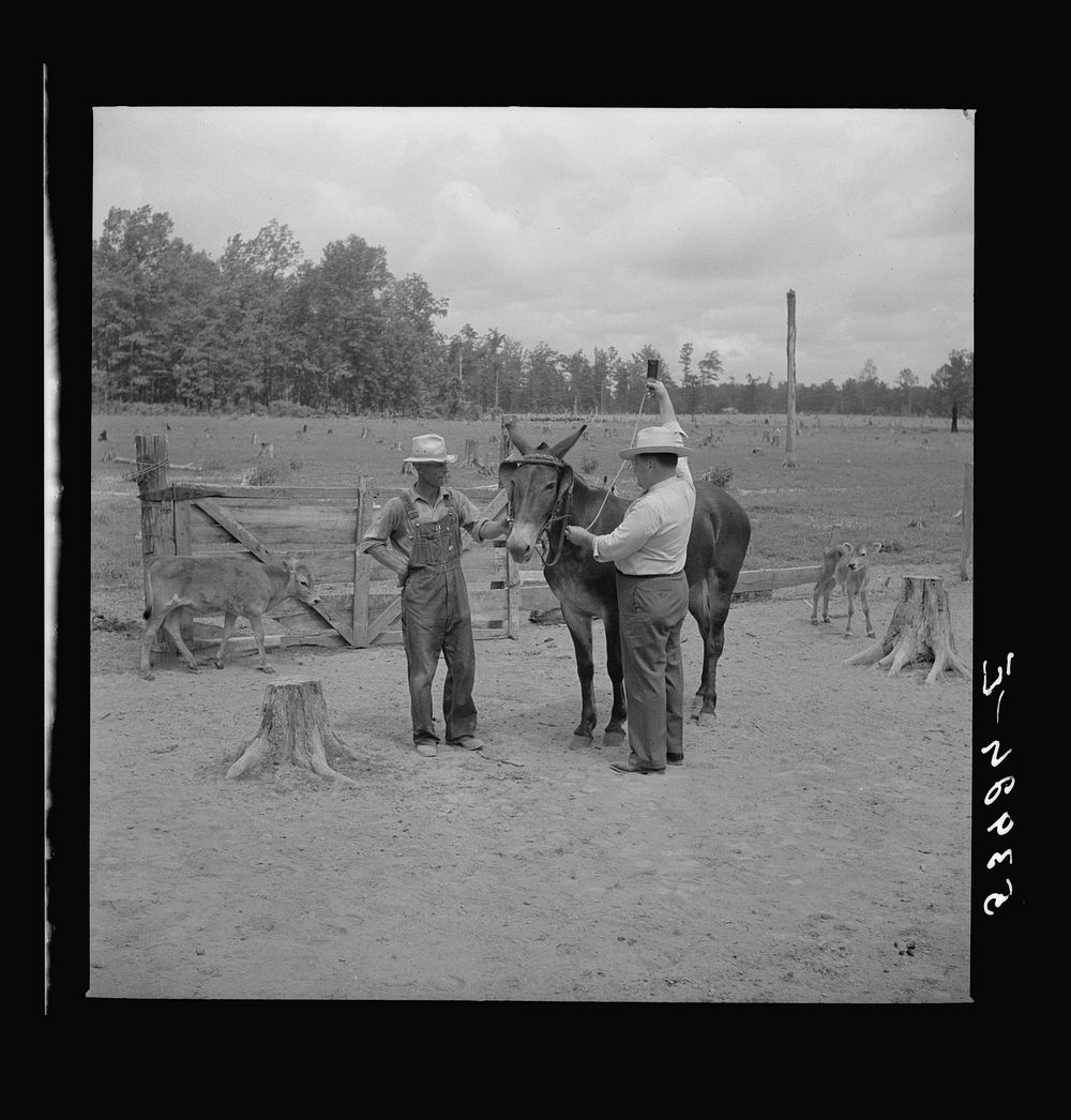[Untitled photo, possibly related to: Dr. J.D. Jones inspecting brood mare and colt of FSA (Farm Security Administration)…
