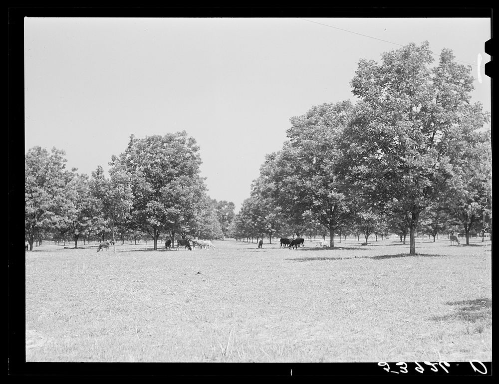 [Untitled photo, possibly related to: The pecan grove and some of the livestock owned cooperatively by the project…