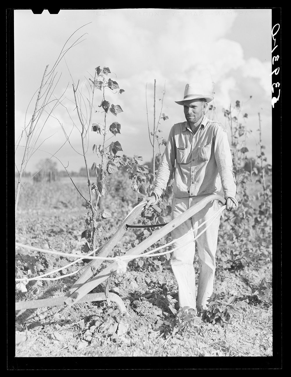 [Untitled photo, possibly related to: Mr. Thomas G. Smith lets his mule cool off while cultivating in his garden.…