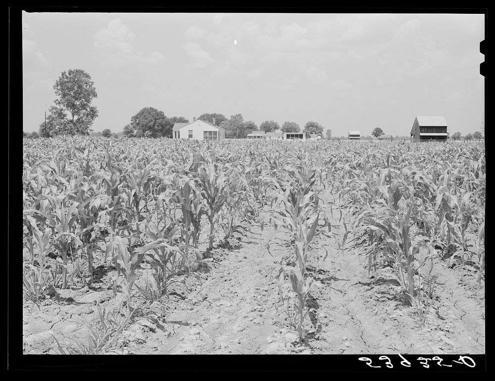Cornfield with project family's home, chicken house and barn in background. Transylvania Project, Louisiana. Sourced from…