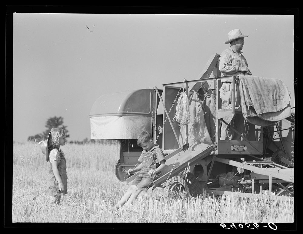 [Untitled photo, possibly related to: Golus Skipper on the co-op association's binder while threshing Willy Anglin's oats.…