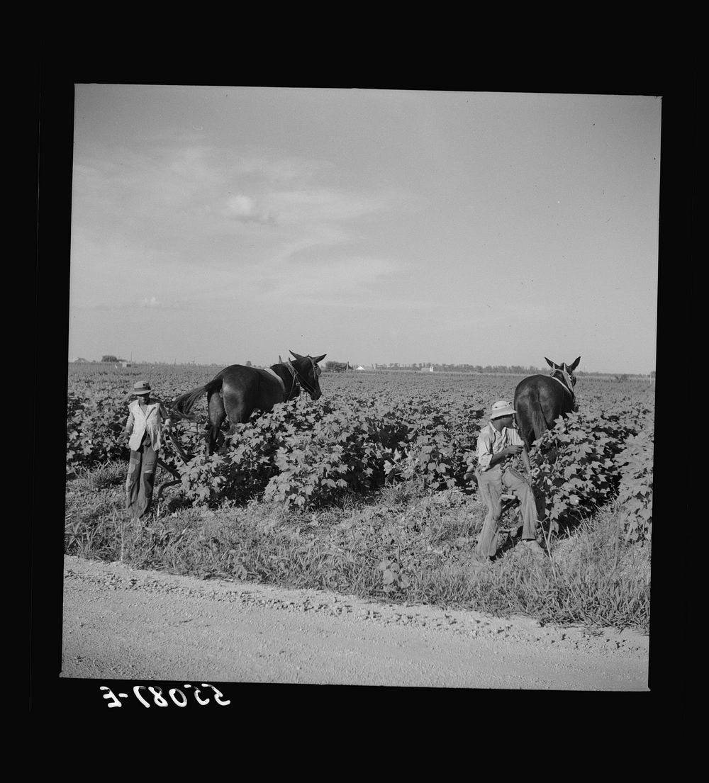 Resting the mules which get too hot when the cotton is high in mid-summer cultivation. King and Anderson Plantation, near…