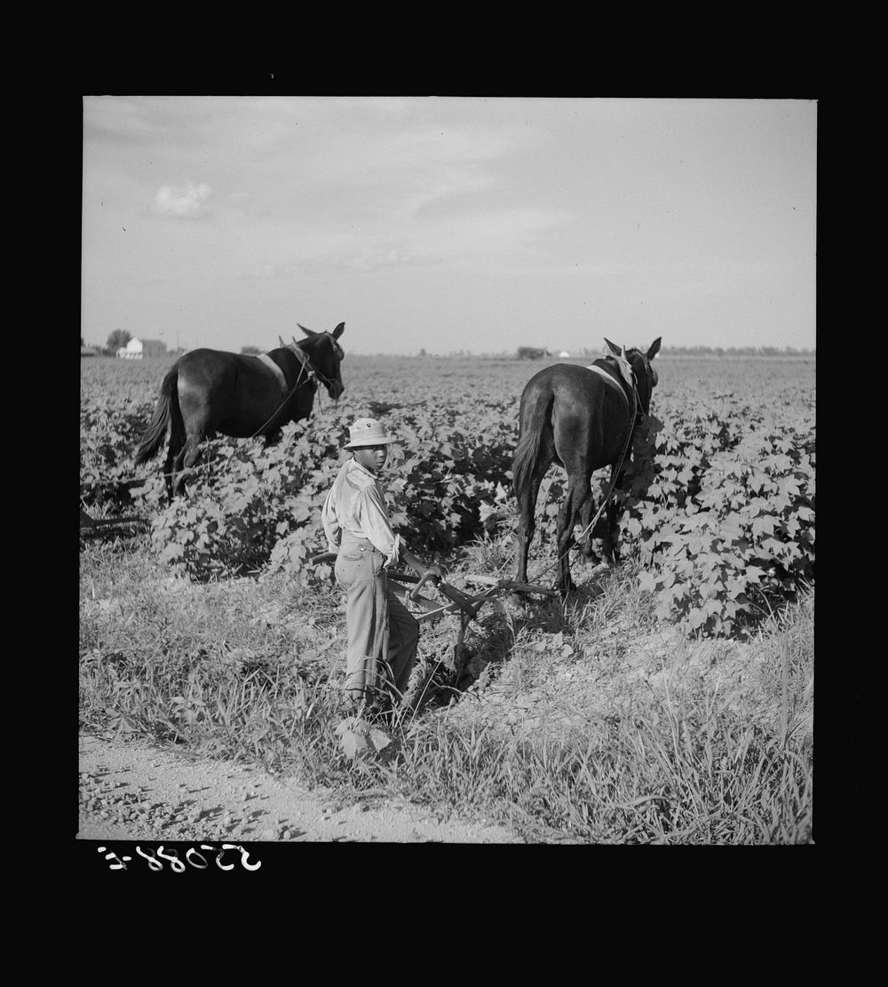 [Untitled photo, possibly related to: Resting the mules which get too hot when the cotton is high in mid-summer cultivation.…