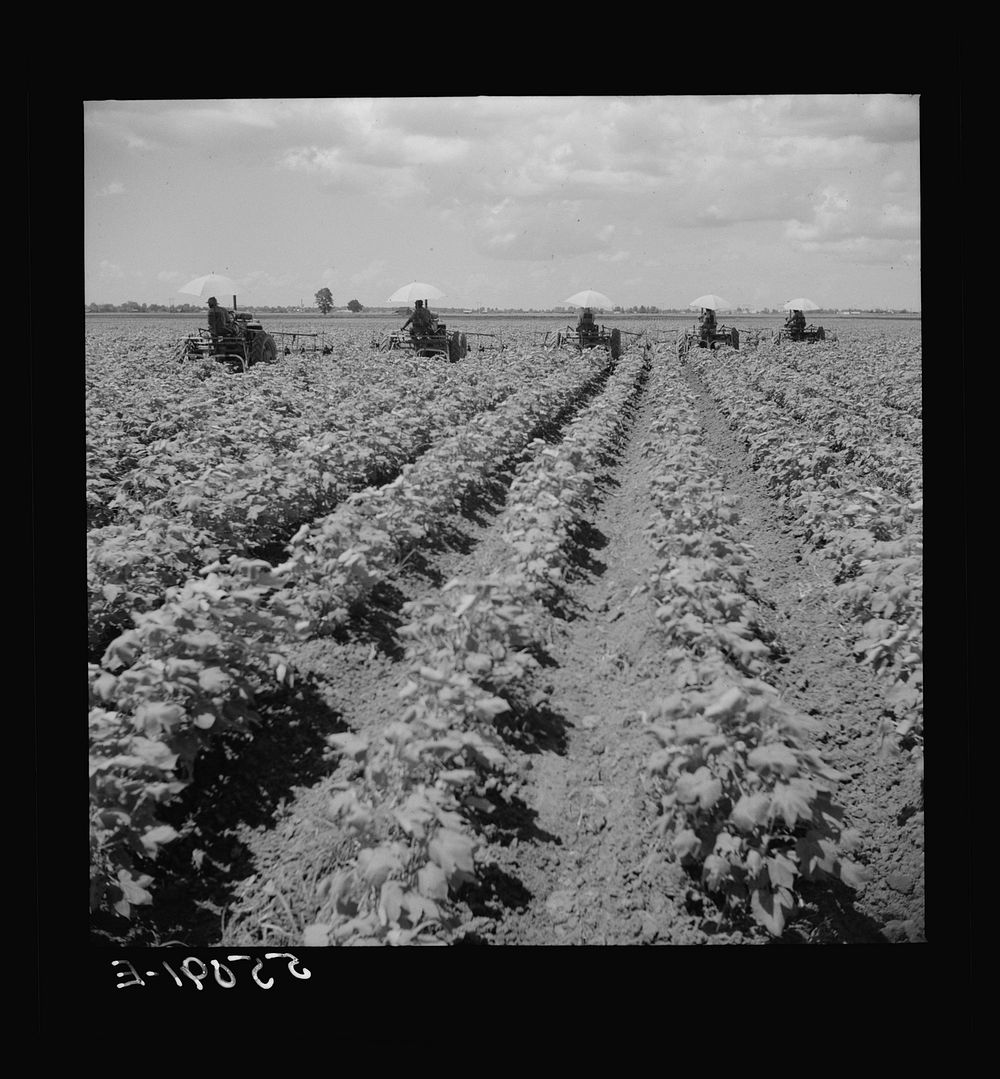 [Untitled photo, possibly related to: Tractors have taken the place of the mule and the plow on Hopson plantation, where day…