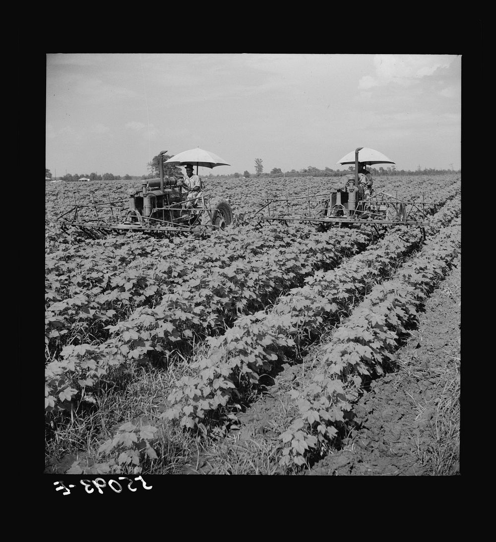 Tractors have taken the place of the mule and the plow on Hopson plantation, where day labor is used almost exclusively…
