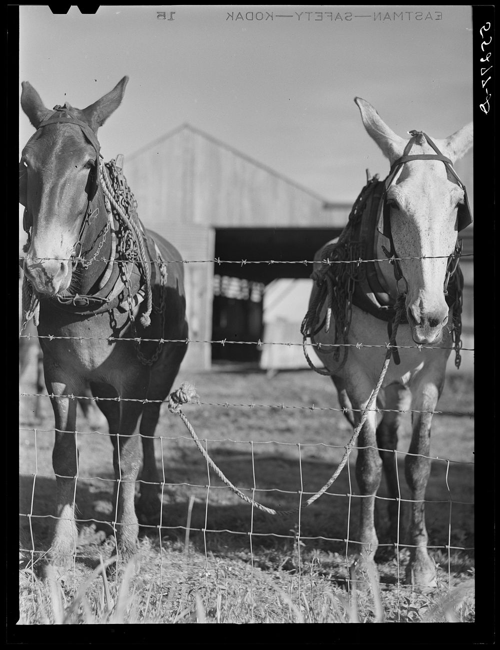[Untitled photo, possibly related to: Terrebonne Project. Schriever, Louisiana]. Sourced from the Library of Congress.